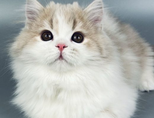 Шотландське кошеня, хлопчик.