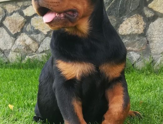 Ротвейлер: Породні малюки від титулованих чемпіонів