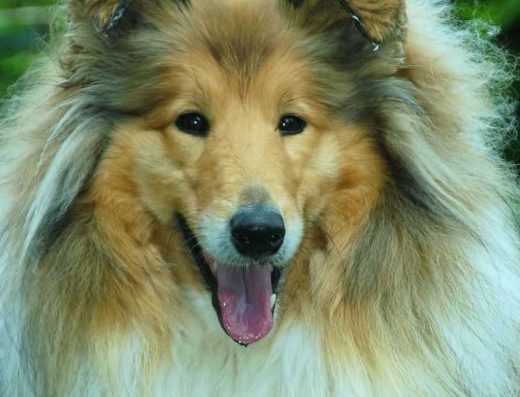 Коллі: Цуценята з перспективою виставок від титулованих батьків