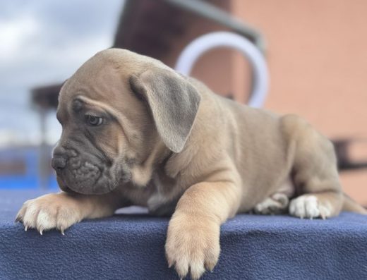 Кане-корсо: Породисті малюки з родоводом КСУ