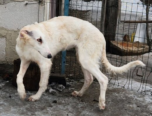 Російський хорт: Високопородні малюки псового хорта