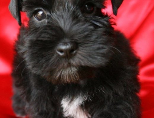 Цвергшнауцер: Розумні малюки та ідеальні компаньйони