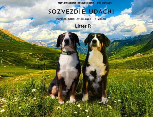 Ентлебухер зенненхунд: Життєрадісні та віддані малюки швейцарської породи