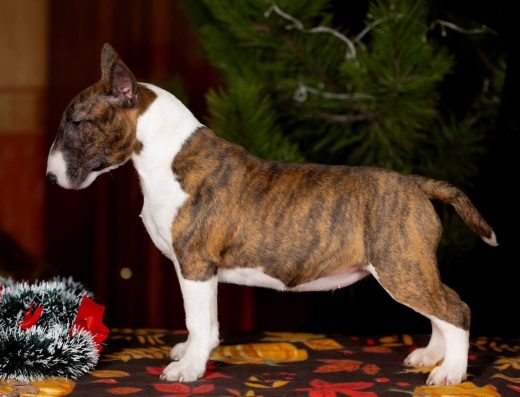 Бультер’єр-мініатюрний: Дві підрощені дівчинки від супер пари