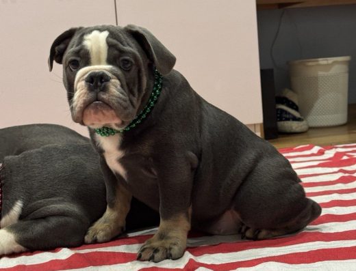 Англійський бульдог: Ексклюзивний хлопчик рідкісного забарвлення