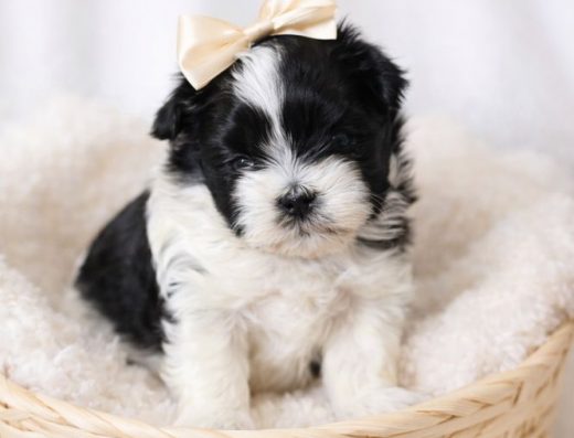 Ши-тцу: Мініатюрні хлопчики та дівчатка для квартири