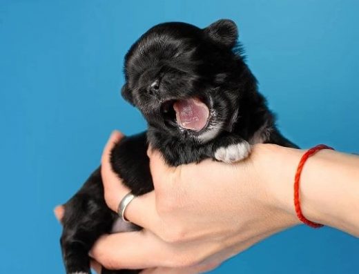 Ши-тцу: Малята різних забарвлень для резерву