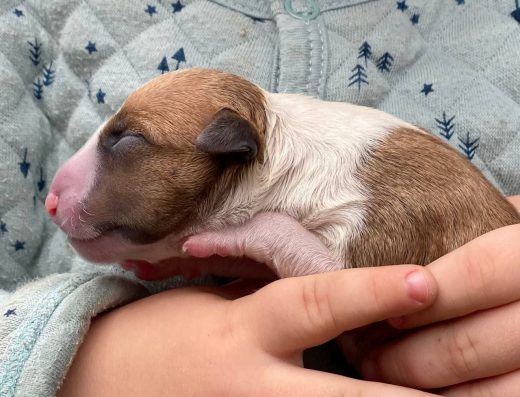 Бультер’єр-мініатюрний: Яскраві малюки з документами КСУ