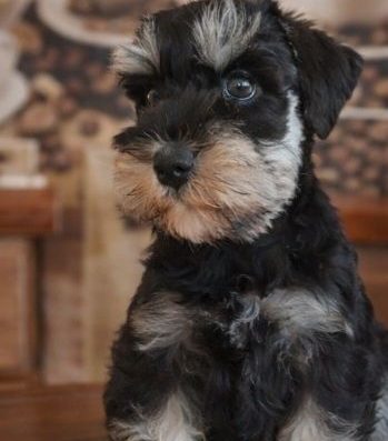 Цвергшнауцер: Наймиліші та найрозумніші малюки від титулованих батьків