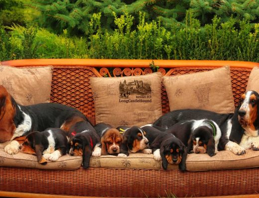 Бассет-хаунд: Шоу-перспективний хлопчик від професійного розплідника