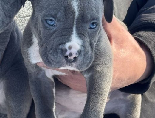 Американський-пітбультер’єр: Високопородні малюки з реєстрацією ABKC