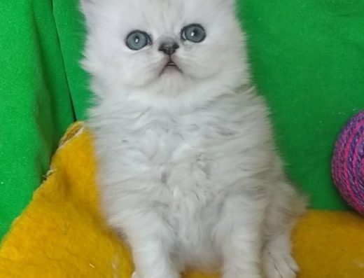 Кошеня сріблястої шиншили біле з чорним напиленням