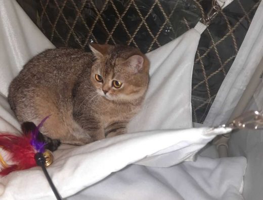 Золота тикірована шиншила