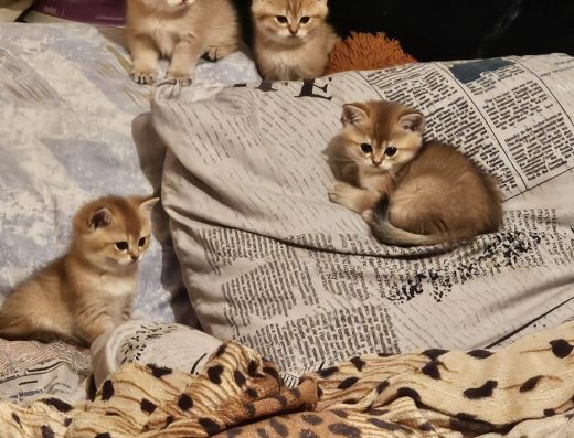 Кошенята Британська Шиншила Золотиста, залишився котик, забарвлення світле