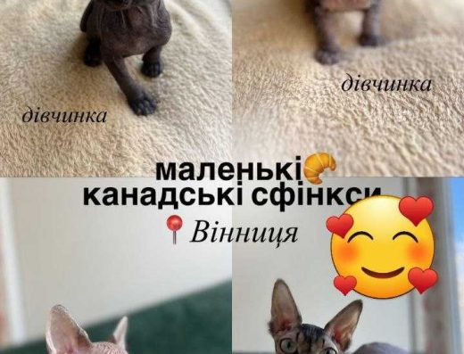 Кошенята канадського сфінкса