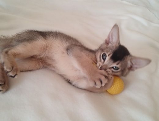 Дуже ніжний абісинський хлопчик з документами