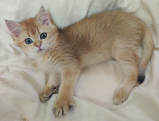 Золота шиншила, дівчинка.