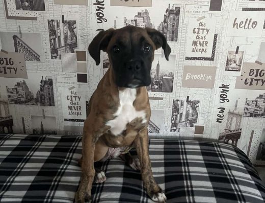 Німецький боксер: Активні дівчатка та вірні друзі