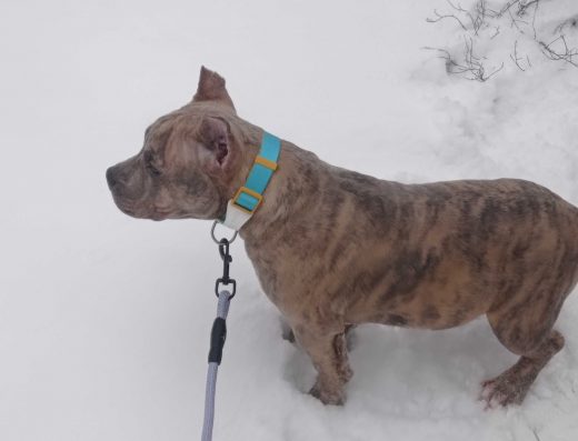 Американський буллі: Тигровий хлопчик у типі покет