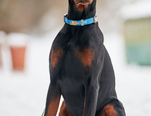 Доберман: Ексклюзивний кобель від найтитулованіших батьків