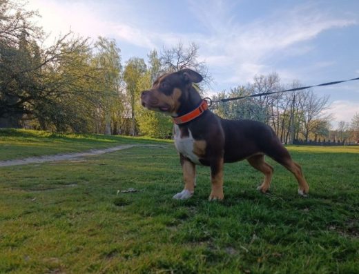 Американський буллі: Дівчинка з документами ABKC