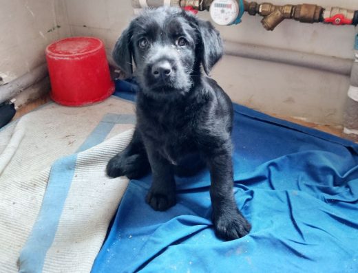 Різеншнауцер: Самостійні малюки для вашої родини