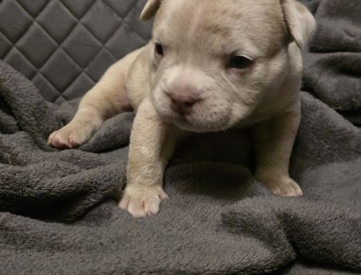 Американський буллі: Елітні малюки в типі покет