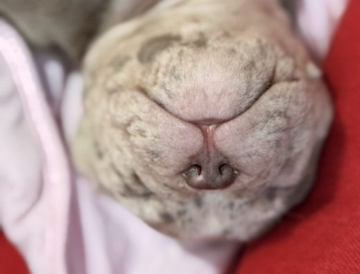 Американський буллі: Справжні компактні малюки в типі покет