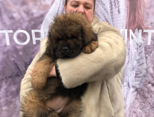 Тибетський мастиф: Чудові дівчатка з повним пакетом документів