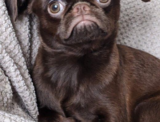 Пті-брабансон: Чарівна шоколадна дівчинка