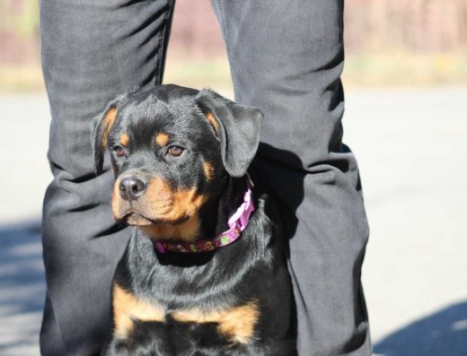 Ротвейлер: Крупний та перспективний кобель елітного походження