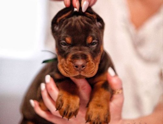 Доберман: Неперевершені цуценята для шоу та спорту