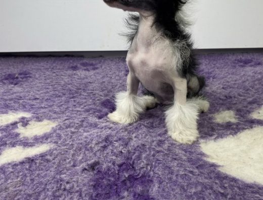 Китайська чубата: Міні дівчинка шукає родину