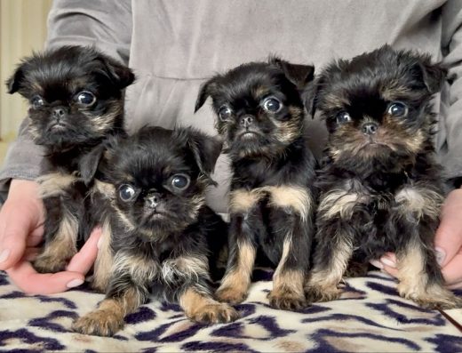 Бельгійський грифон: Чарівні малюки в пошуку найкращої родини