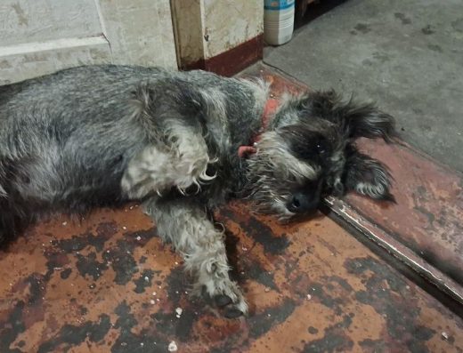 Міттельшнауцер: Молода здорова дівчинка