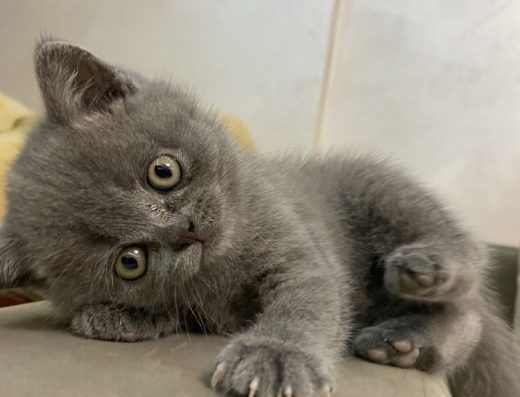 Киця шотдландська короткошерсна