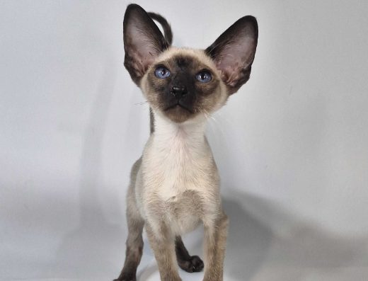 Орієнтал кошеня хлопчик Kota чорний сіамський окрас