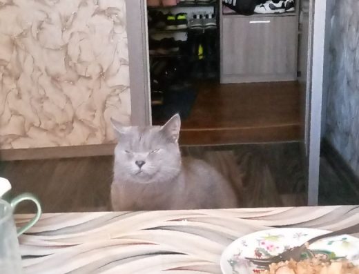 Продам кота Британець