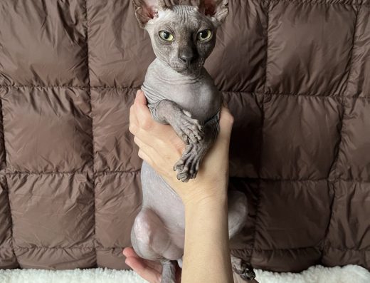 Кошеня канадського сфінкса