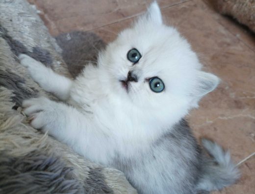 Сріблясті шиншили білі страйт хайленд британські кошенята