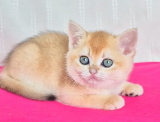 Шикарна золота шиншила