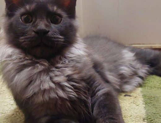 Продам китенят мейн-кун 1 дівчинка і 3 хлопці щеплений, паспорти