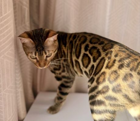 Бенгальські кошенята