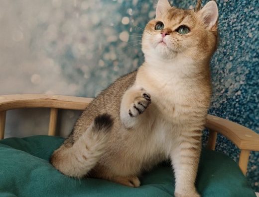 Британські золота шиншила ny 11 ny12 by11