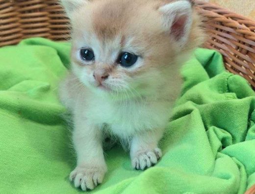 Шотландські кошенята (ЗОЛОТА ШИНШИЛА)