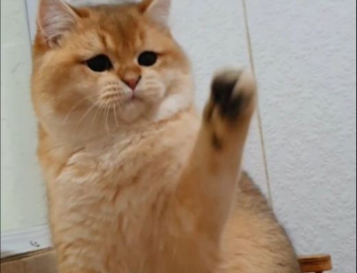 Британський золотий шиншила котик