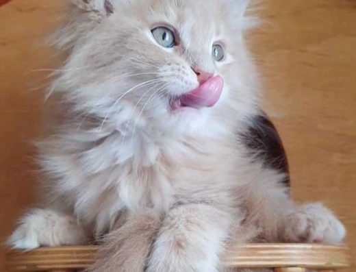 Чарівна красуня!!!