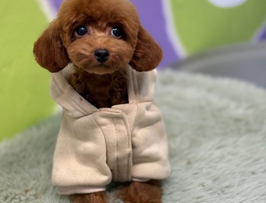 Груминг салон „Pet studio Slava Fly“