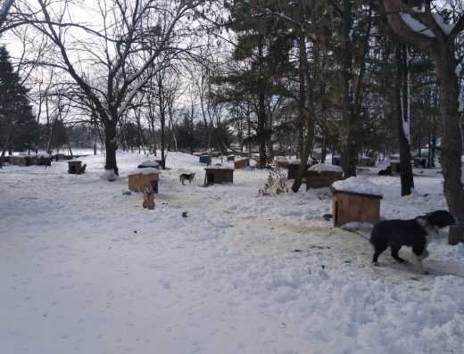 Приют за безстопанствени животни, гр. Русе