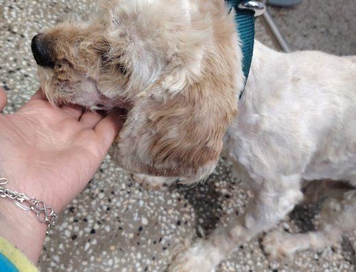 Приют за кучета Шумен